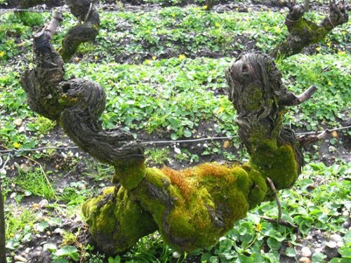 Descubriendo Burdeos... by Rafelia