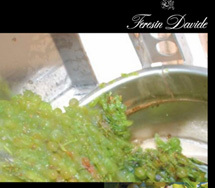 Cata de Vinos Italianos de Verema.com 2010