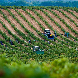 La vendimia en Bodegas Álvarez y Díez