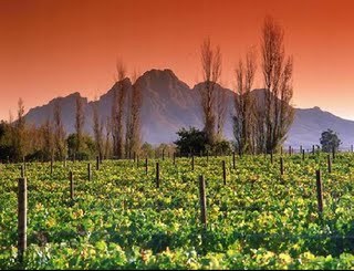 Stellenbosch o el despertar de los vinos de Sudáfrica