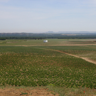 Vista del viñedo Bodega Iviwine