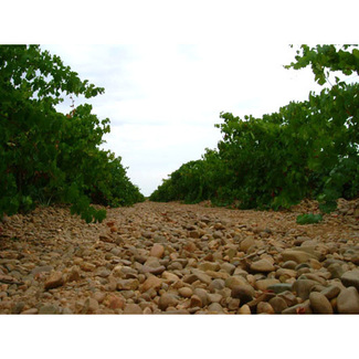 Viñedo Bodega Hnos. del Villar