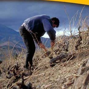 Vinos de Banyuls. La dulce garnacha: reflexiones transfronterizas catalanas