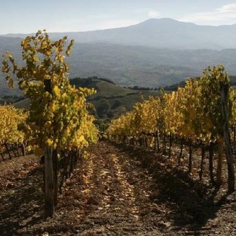 Dos artesanos del Brunello di Montalcino