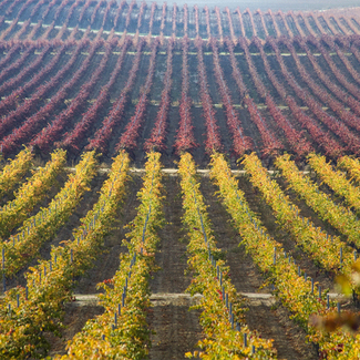 Viñedo Finca Caserío de Dueñas