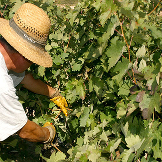 El inicio de un vino: La Vendimia