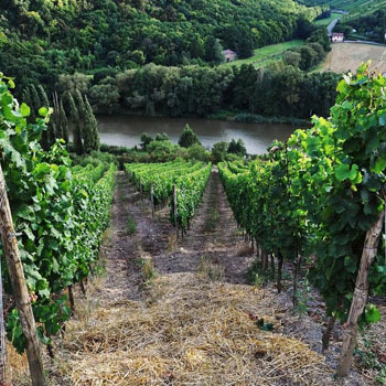 Simplemente Helmut Dönnhoff