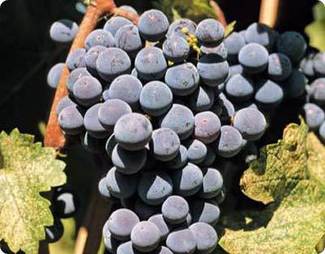 Pozo privado de cata