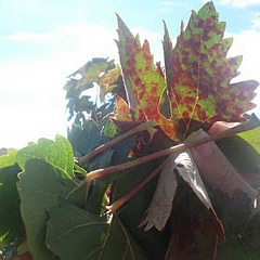 Sobre vendimias, nada escrito