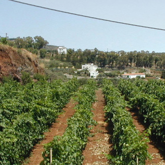 Vinos de las islas, un gran tesoro.