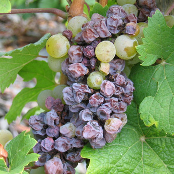 Tokay interpretado por Samuel Tinon