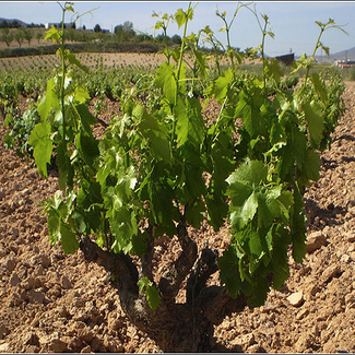 Variedad de uva Monastrell