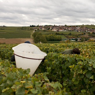 Patrick Piuze,  “enfant terrible” en Chablis