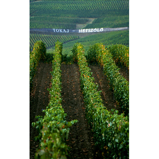 Viñedo de Furmint sobre la ladera del monte Tokaj