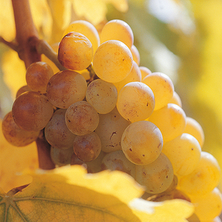 La esencia de los vinos aszú