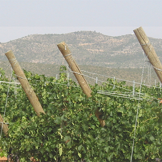 Viñedo de Altolandón