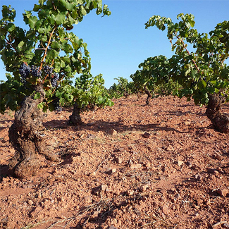 Suelos de arcilla roja