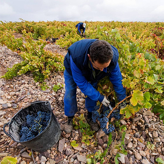 Momento de recolección