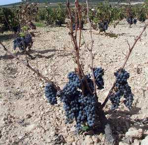 Un cuadro mediterráneo de Monastrell