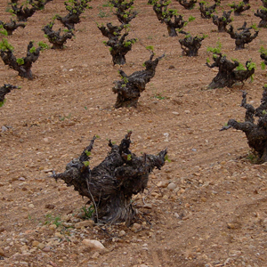 Inquietud enológica basada en la personalidad propia