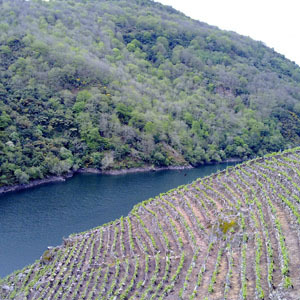 Enoturismo en Galicia
