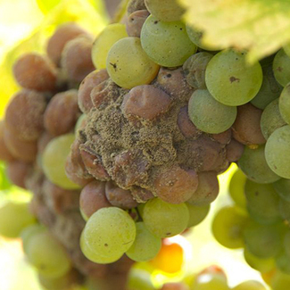 Seis interesantes vinos de Sauternes y Barsac