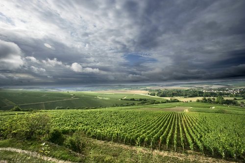 Chablis: la Borgoña que surgió del frío