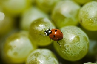 Sueño,Vendimia y Vino