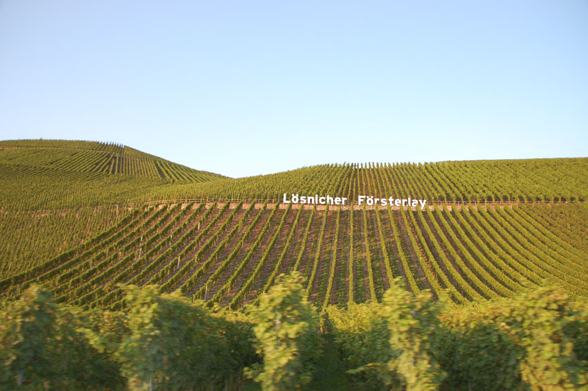 Todos los horizontes son iguales. Un vino blanco es más.