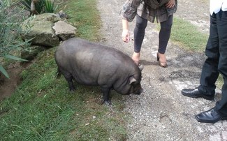 Cerdo vietnamita (creo)