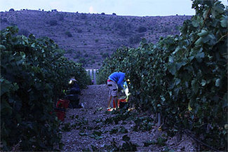 Bodegas Lynus realiza por primera vez la vendimia nocturna en la DO Ribera del Duero