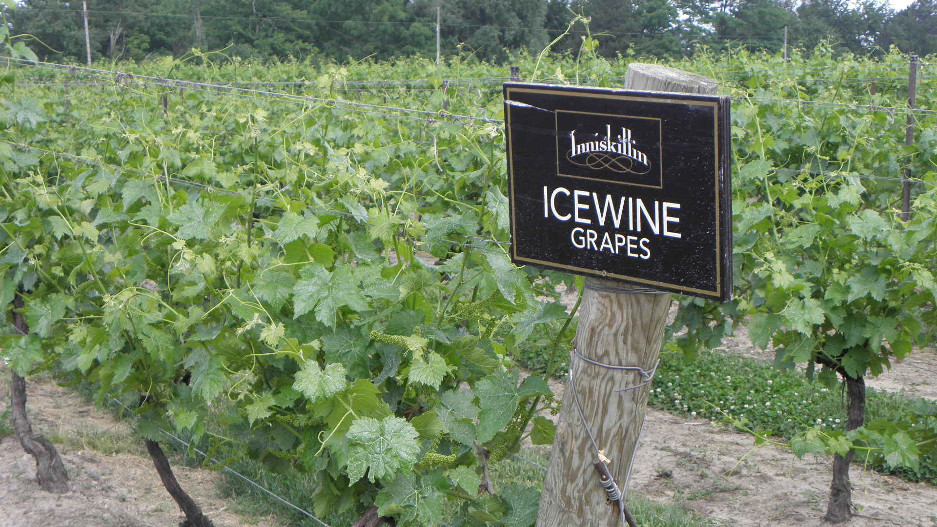 Inniskillin: Icewines al lado de las cataratas del Niagara