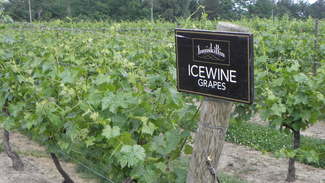 Inniskillin: Icewines al lado de las cataratas del Niagara