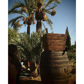 Afollaor sobre barricas