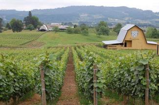 Bergstrom Vineyard - mira la tierra rojiza de origen volcánico.
