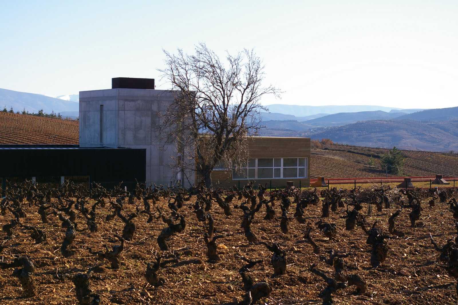 Losada 2008 - Mencia en suelos arcillosos