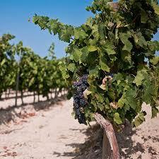 Delirios sobre Vinos Naturales