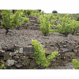 Viejas terrazas de viñas centenarias