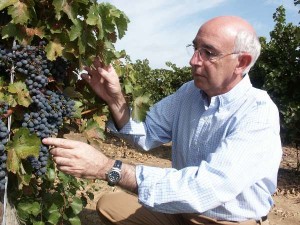 Navarra, la revolución del vino rosado