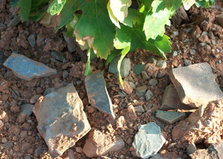 Cepa y suelo, Viña Cariñena