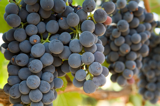 Jumilla: Bodegas Monterebro