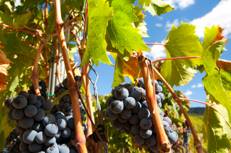 Jumilla: Bodegas Monterebro