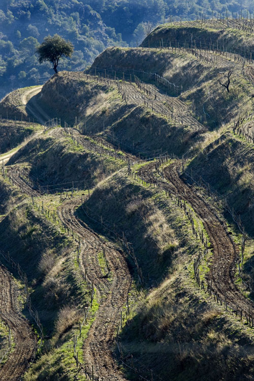 Clos Mogador, ¿un vino de guarda?  