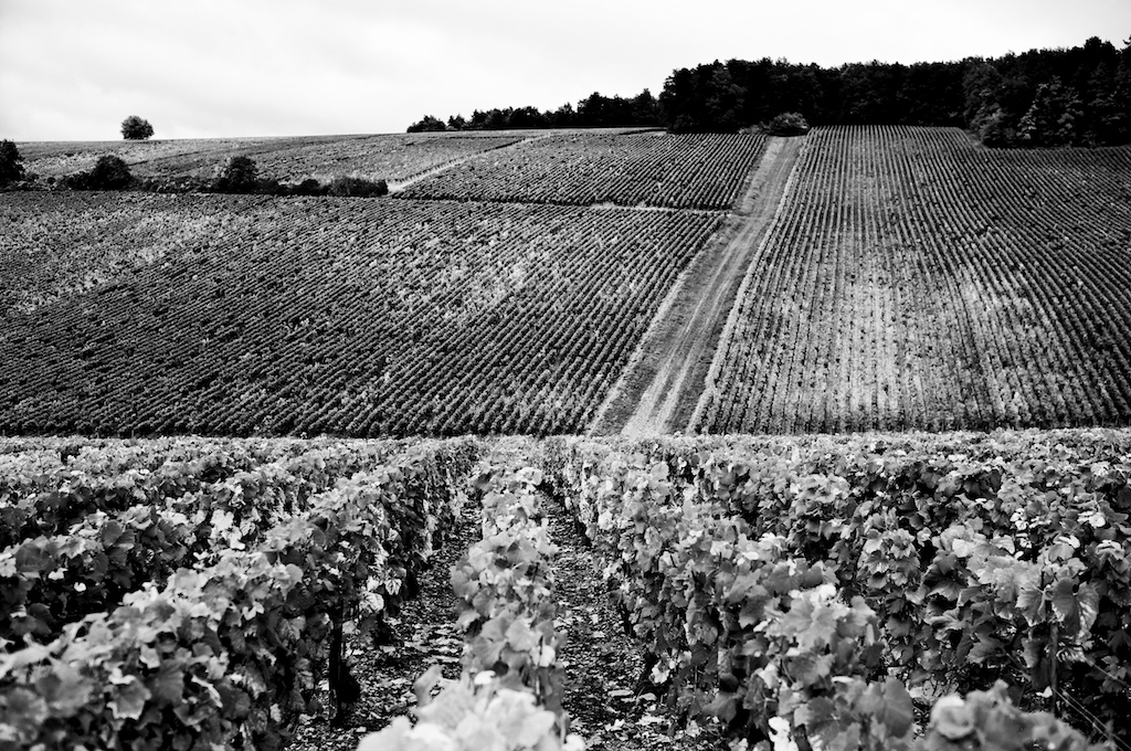 Patrick Piuze y sus vinos: un dúo en claro ascenso en Chablis