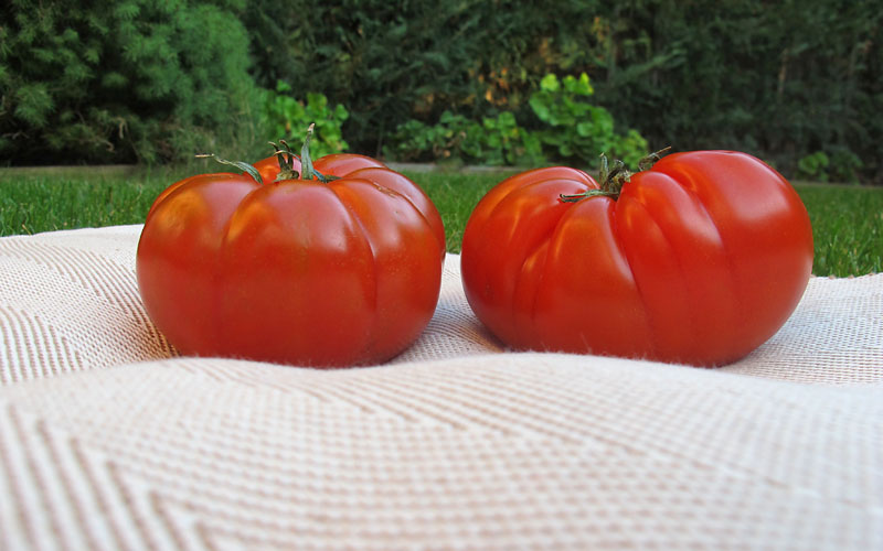 Ventresca de bonito en rodaja de tomate.