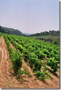 La estrategia del “terroir  vitivinícola”como elemento diferenciador y generador de valor añadido para sus productos.  