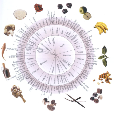 Aromas del vino: primarios, secundarios y terciarios