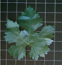 Identifican los progenitores de la uva Tempranillo en el Valle del Ebro