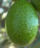 Variedades de aceitunas producidas en Italia para aceite