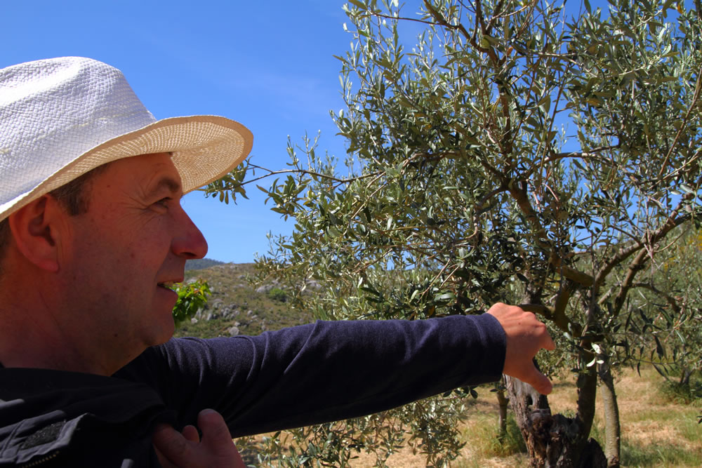 Denominaciones Origen de Aceite de Oliva en España: Zonas productoras